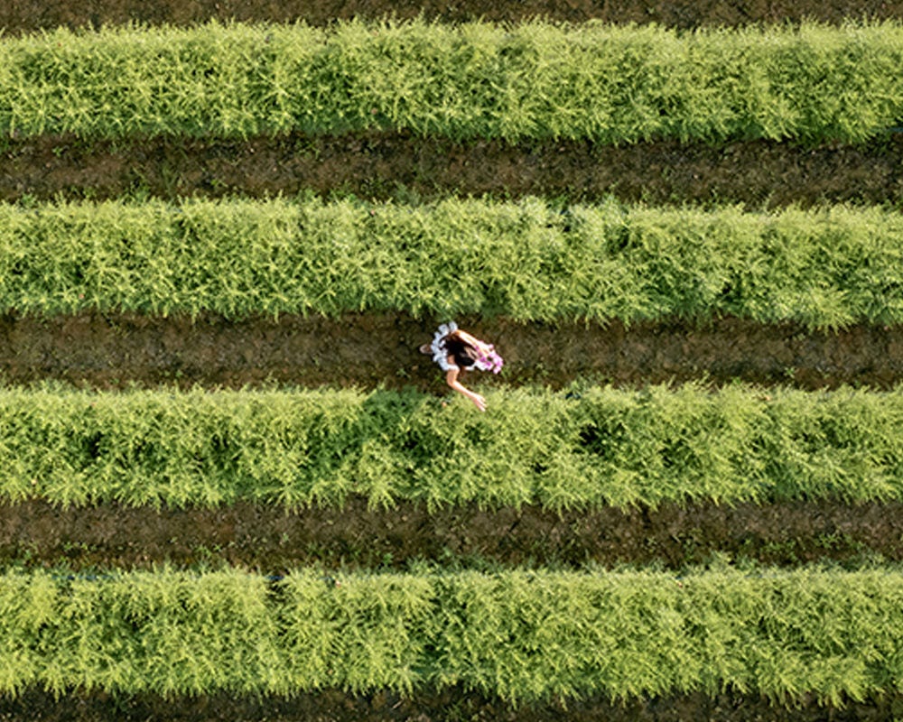 Woman farming