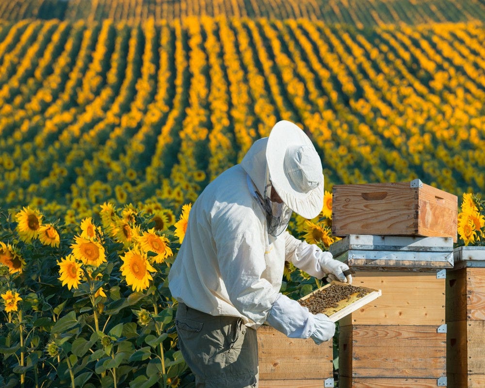 Person harvesting honey