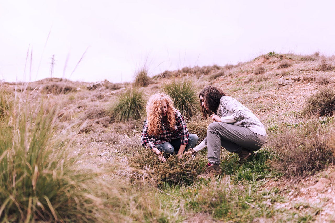 Madrid, Spain. Group of young people collecting and planting acorns to reforest the fields.