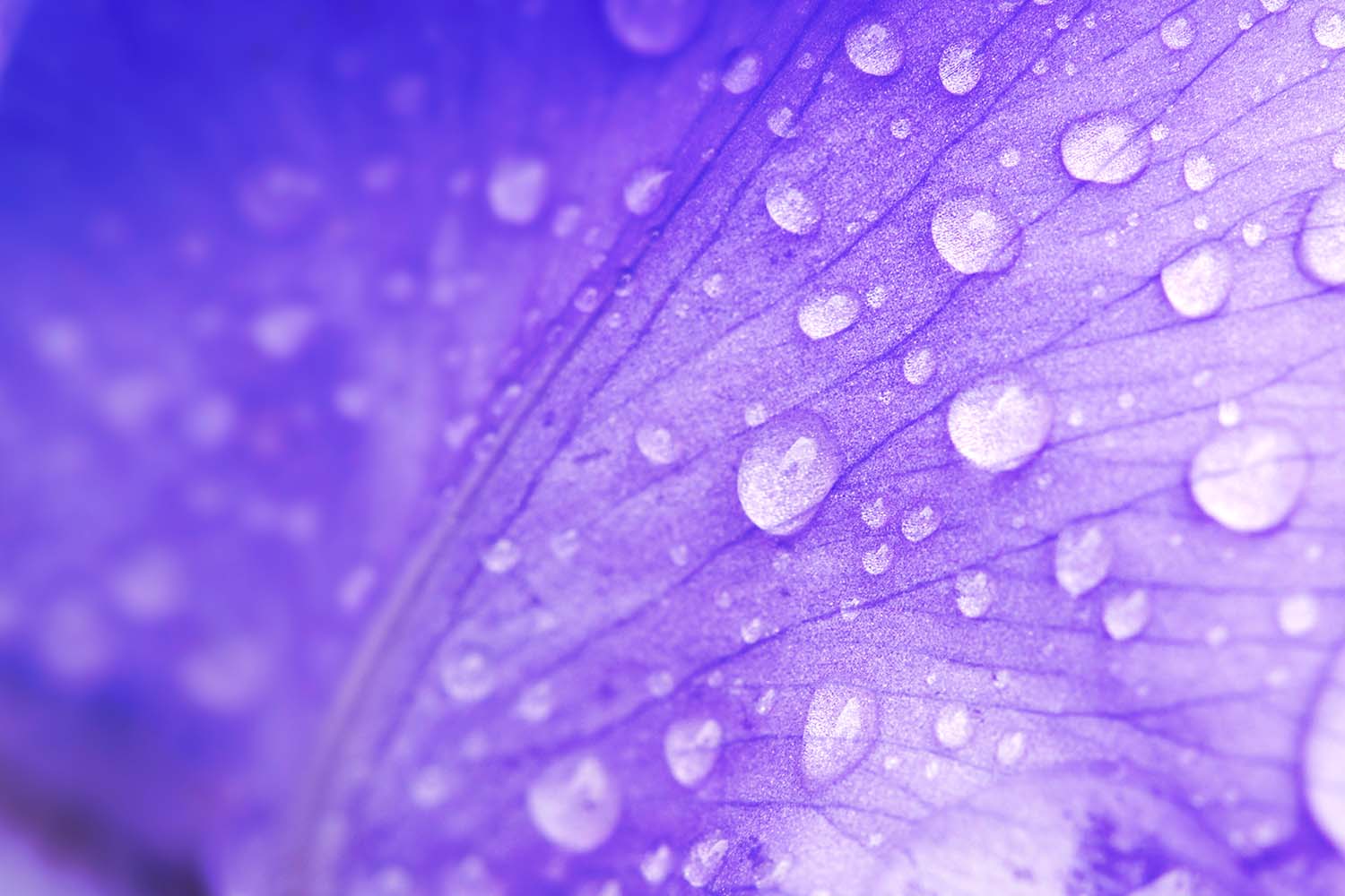Lila Blatt mit Tropfen