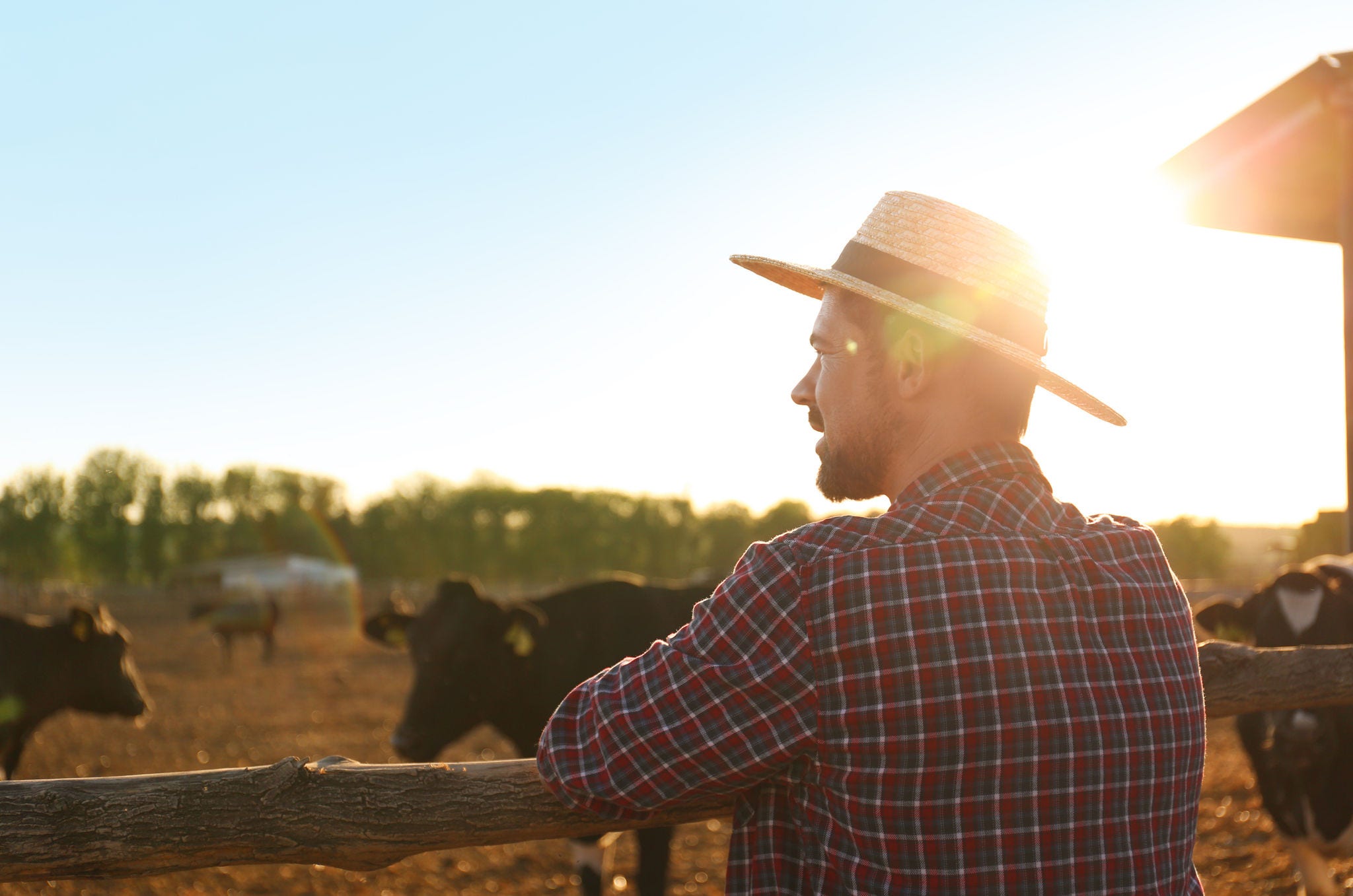 Worker standing near cow pen on farm. Animal husbandry