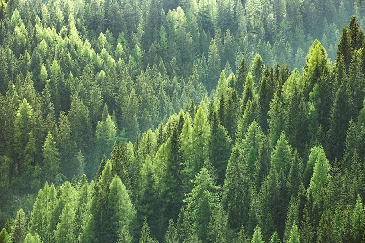 Grønn skog