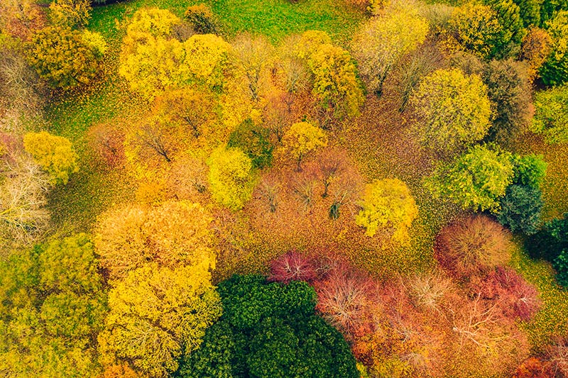 Colourful trees seen from above