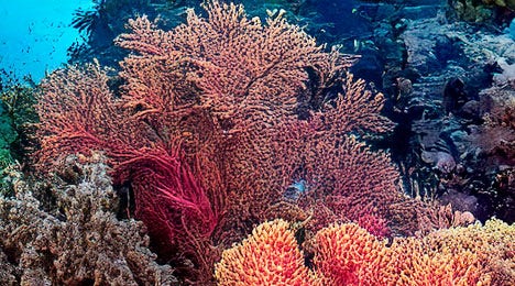 A picture of the coral reef