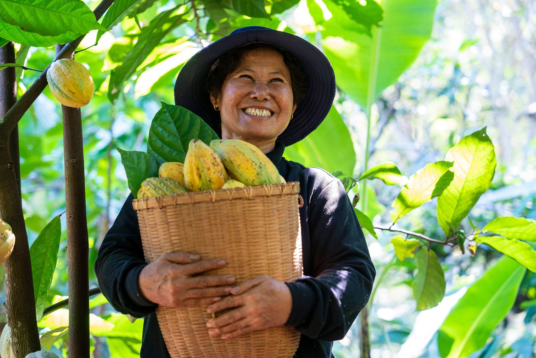 Happy smiling middle-aged Asian woman hugging a basket of cocoa beans in her home-grown garden using organic methods