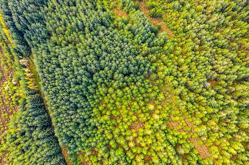 Forest seen from above
