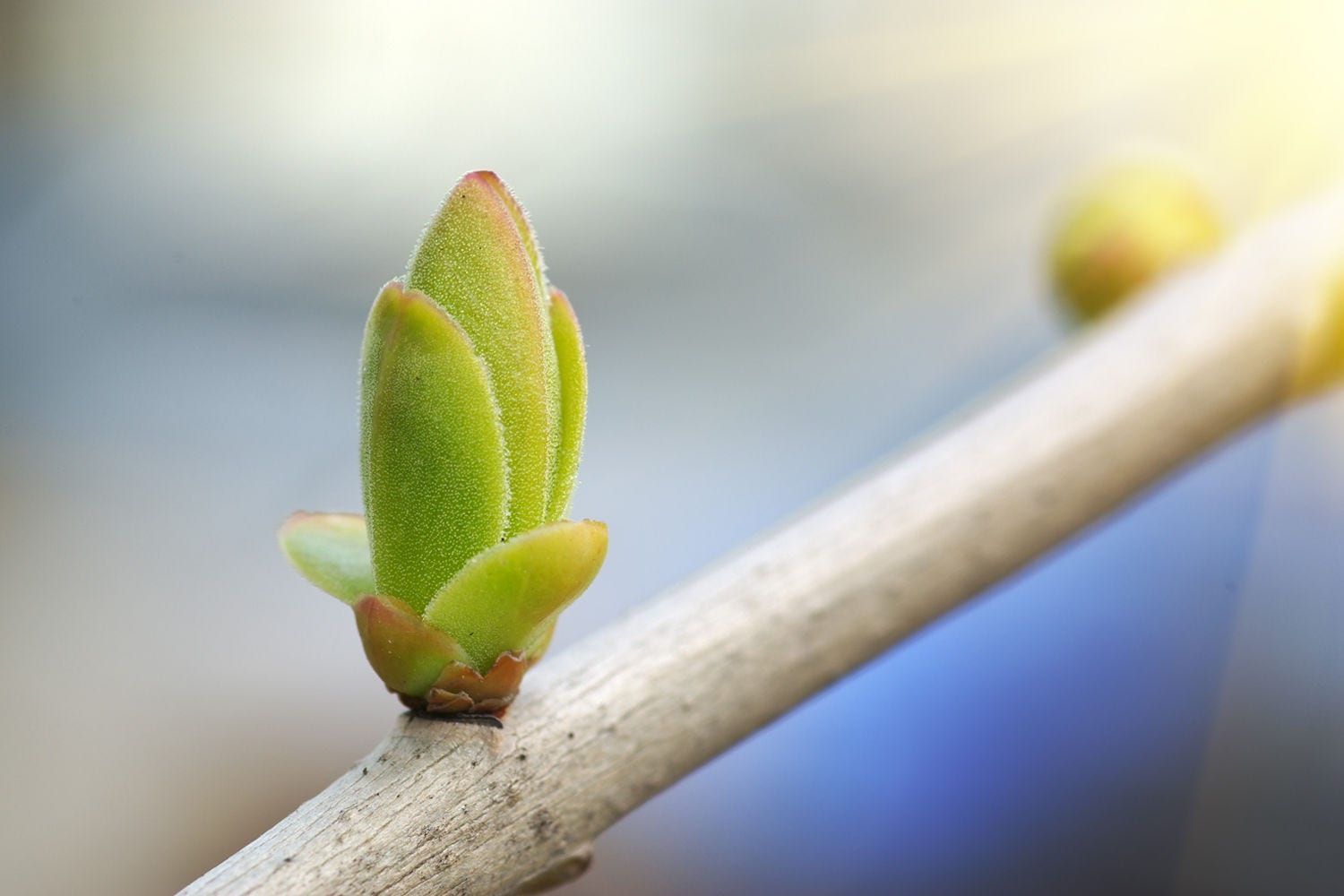 Leaf on Tree