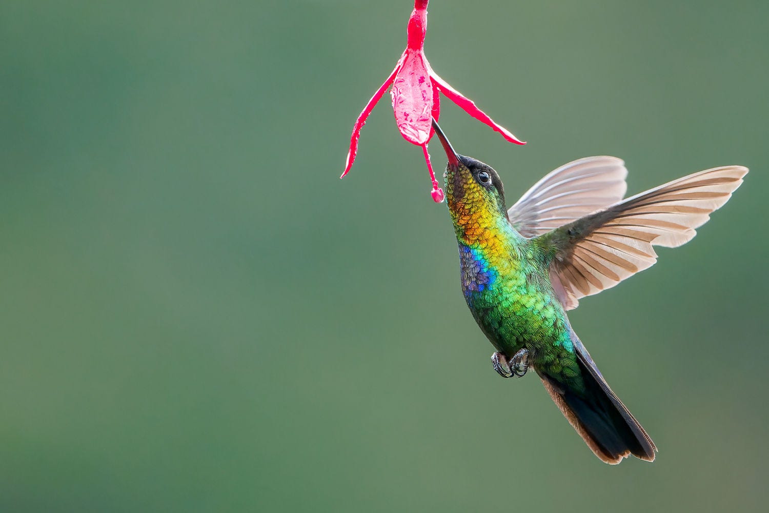 Bird nector from flower