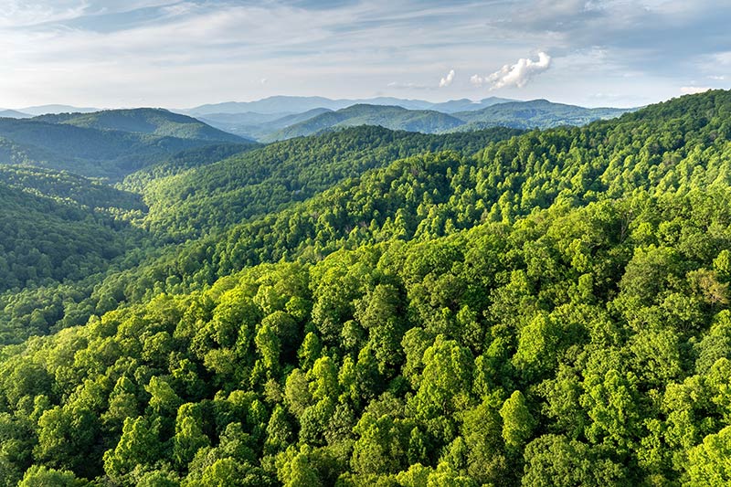 Mountains covered with trees