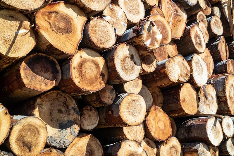 Pile of chopped trees