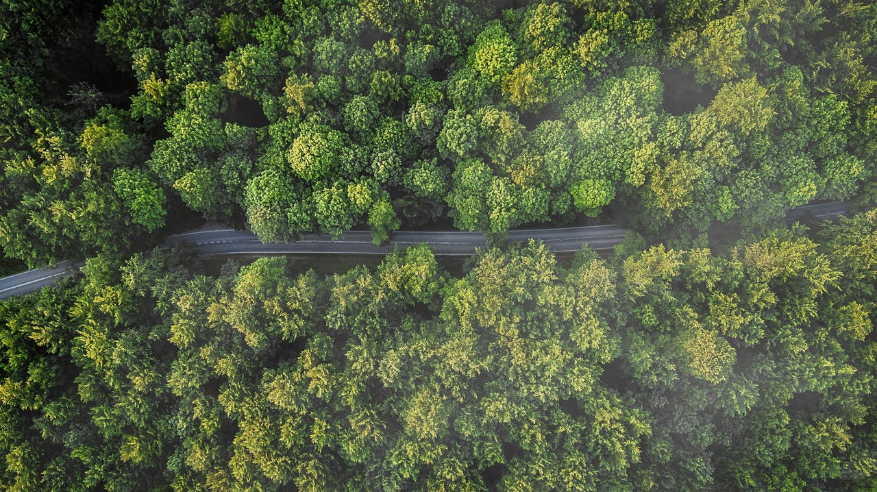 skog og vei