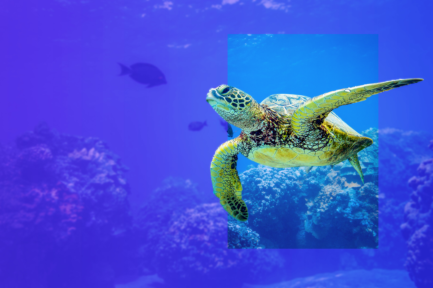 turtle in ocean