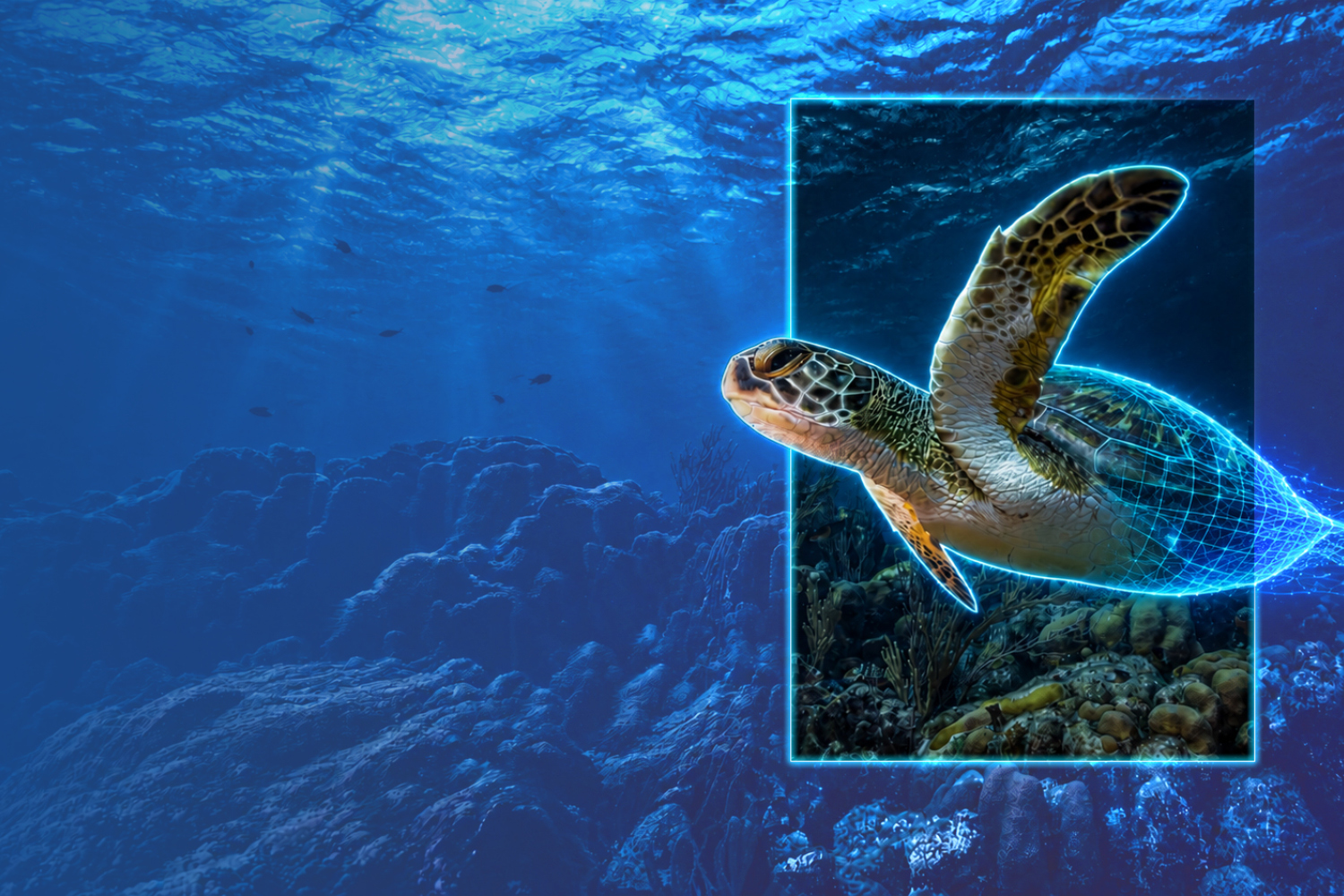 turtle in ocean