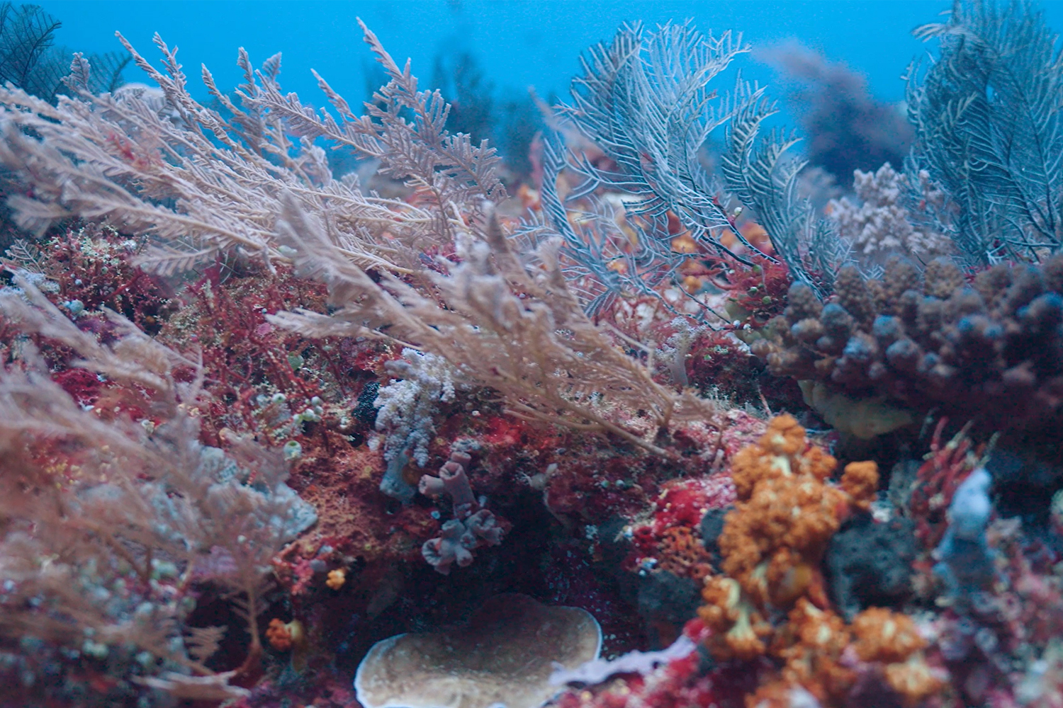 coral debris in water