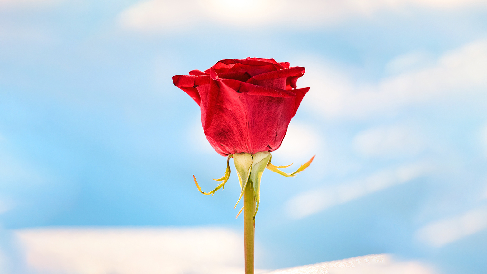 A rose, by any other name… Biannual economic outlook